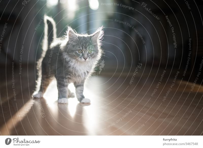 Junges Maine Coon Kätzchen im Gegenlicht Katzenbaby Sonnenlicht Schatten im Innenbereich 2-5 Monate bezaubernd schön blau gestromt Bokeh niedlich Hauskatze