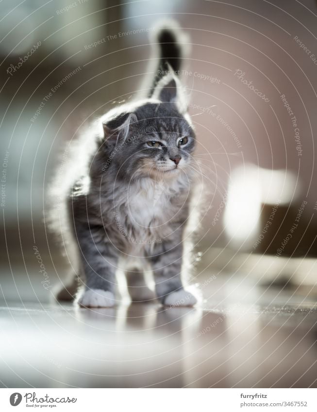 Maine Coon Kätzchen schüttelt sich lustig Katzenbaby Schütteln Blick 2-5 Monate bezaubernd Hintergrundbeleuchtung schön blau gestromt Bokeh niedlich Hauskatze