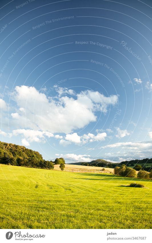 grüner hügel, blauer himmel, bäume auch, zauberhaft. Wiese Feld Baum Himmel Gras Natur Landschaft Farbfoto Menschenleer Außenaufnahme Tag Pflanze