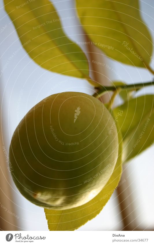 Citrus Limonum Zitrone Pflanze Zitrusfrüchte Blatt gelb grün zitronenpflanze zitronenbusch zitronenbäumchen Frucht blau