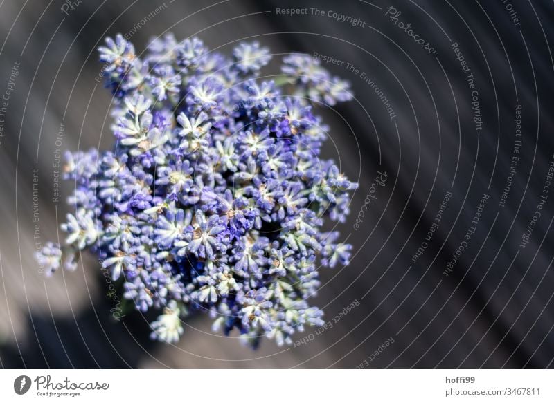 Lavendel im Sonnenlicht von oben Lavendelblüte violett grün Heilpflanzen Blume Sommer Blüte Natur Duft Pflanze Geruch natürlich schön beruhigend Blühend