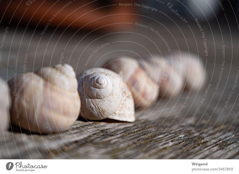 Schneckenhaus Meditation Spiritualität Ruhe Achtsamkeit Erholung Innenaufnahme Gelassenheit Kraft Yoga friedlich Ewigkeit