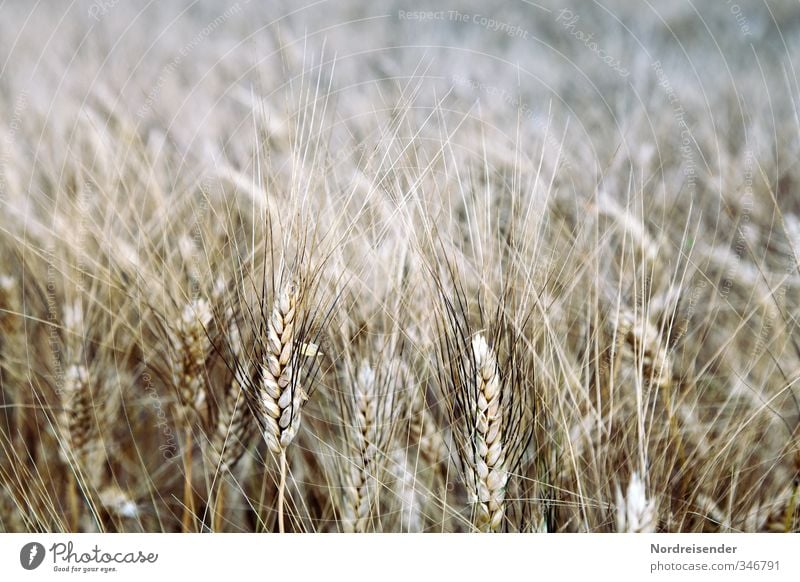 Gerste Lebensmittel Getreide Ernährung Bioprodukte Vegetarische Ernährung Beruf Landwirtschaft Forstwirtschaft Sommer Pflanze Nutzpflanze Feld braun Duft