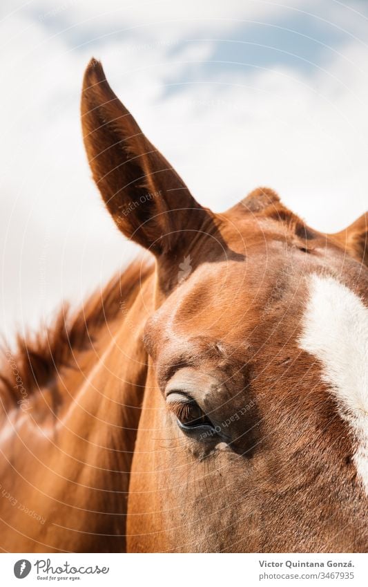 Nahaufnahme eines braunen Pferdes agrar landwirtschaftlich Tier Hinterwälder bukolisch Kavallerie Colt Landschaft wüst Ohren Europa Schönwetter Ackerland