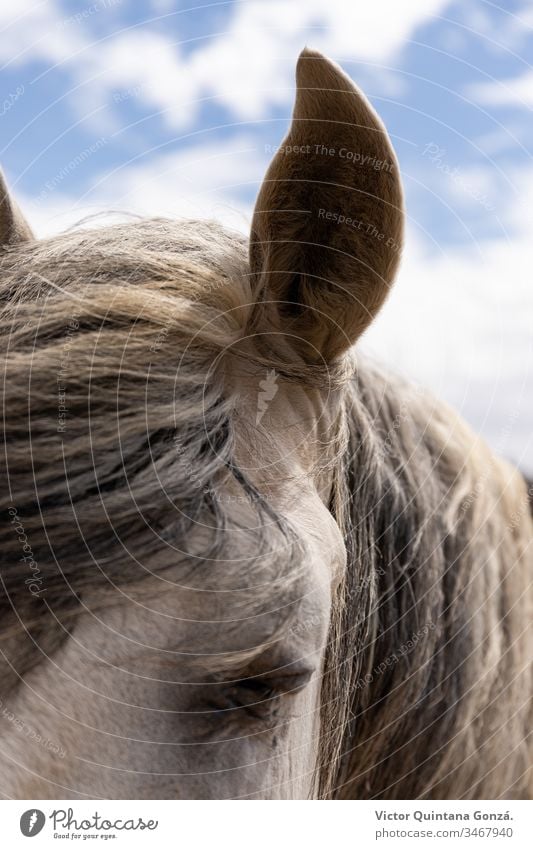 Nahaufnahme vom weißen Pferd agrar landwirtschaftlich Tier Hinterwälder bukolisch Kavallerie Colt Landschaft wüst Ohren Europa Schönwetter Ackerland schnell