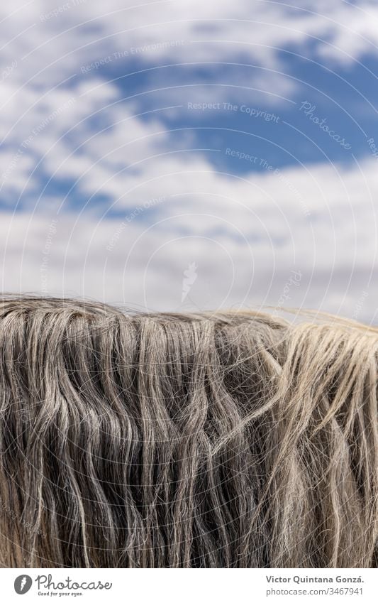 Rosshaar Detail Pferd agrar landwirtschaftlich Tier Hinterwälder bukolisch Kavallerie Colt Landschaft wüst Ohren Europa Schönwetter Ackerland schnell Freiheit