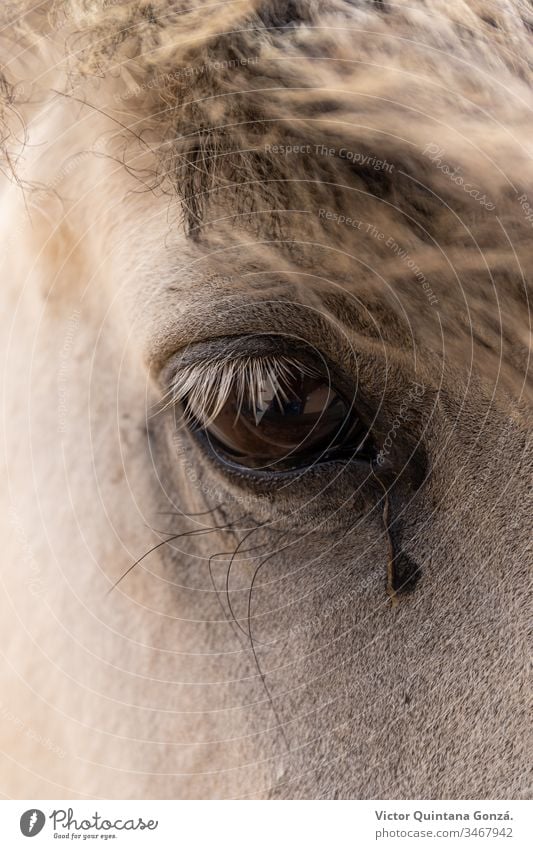 Nahaufnahme des Schimmelauges Pferd agrar landwirtschaftlich Tier Hinterwälder bukolisch Kavallerie Colt Landschaft wüst Ohren Europa Schönwetter Ackerland