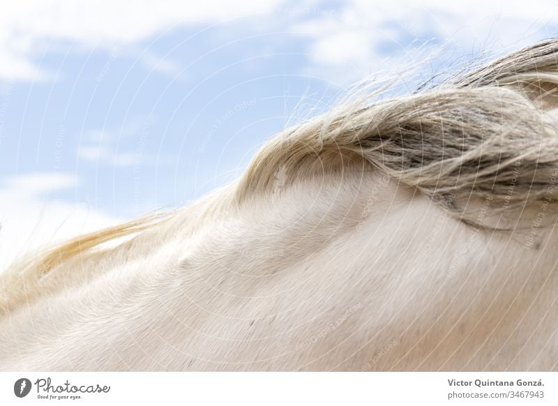 Rosshaar Detail Pferd agrar landwirtschaftlich Tier Hinterwälder bukolisch Kavallerie Colt Landschaft wüst Ohren Europa Schönwetter Ackerland schnell Freiheit