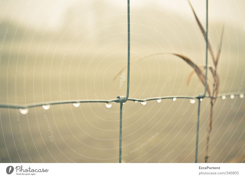 zwölf sind`s Natur Landschaft Wasser Wassertropfen Herbst Klima Wetter Regen Pflanze Gras Wiese Feld Metall hängen braun gelb viele aufgereiht Zaun Wildzaun 12