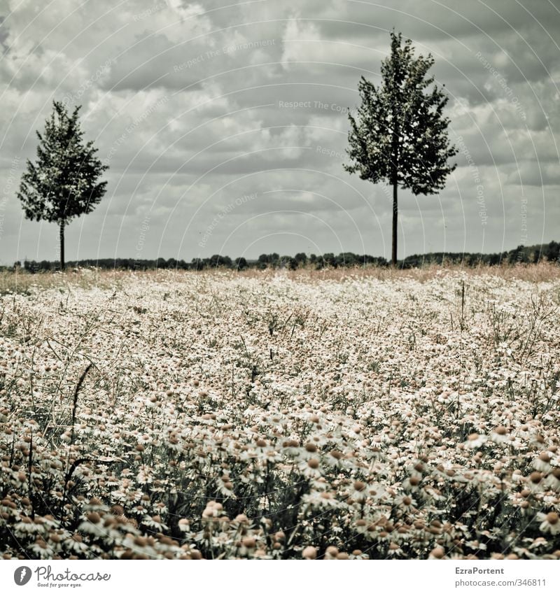 Ausblick Umwelt Natur Landschaft Pflanze Himmel Wolken Frühling Sommer Klima Wetter Baum Blume Wiese Feld gelb grün weiß Margerite 2 groß klein Aussicht