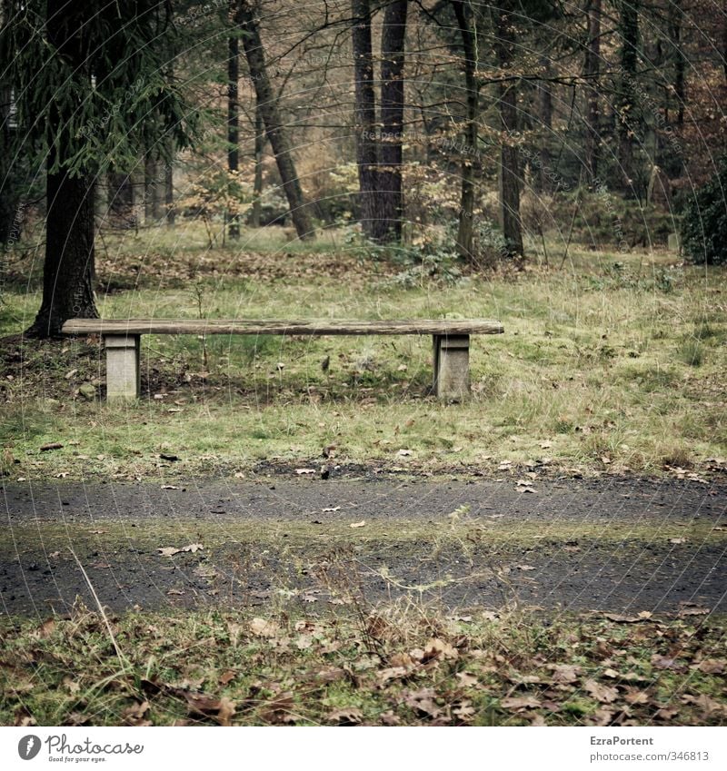 Rast Umwelt Natur Landschaft Pflanze Herbst Baum Gras Park Wald Wege & Pfade Holz Erholung dunkel braun grün Traurigkeit Einsamkeit Bank ruhig ruhen einzeln