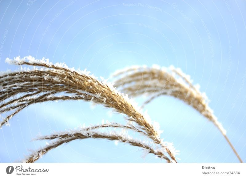 Sciluf (2) Gras Pflanze gekrümmt wehen Wasserpflanze Schilfrohr weich Winter Dezember Beleuchtung weiß Natur uferpflanze schilfgras hell Sonne Schönes Wetter