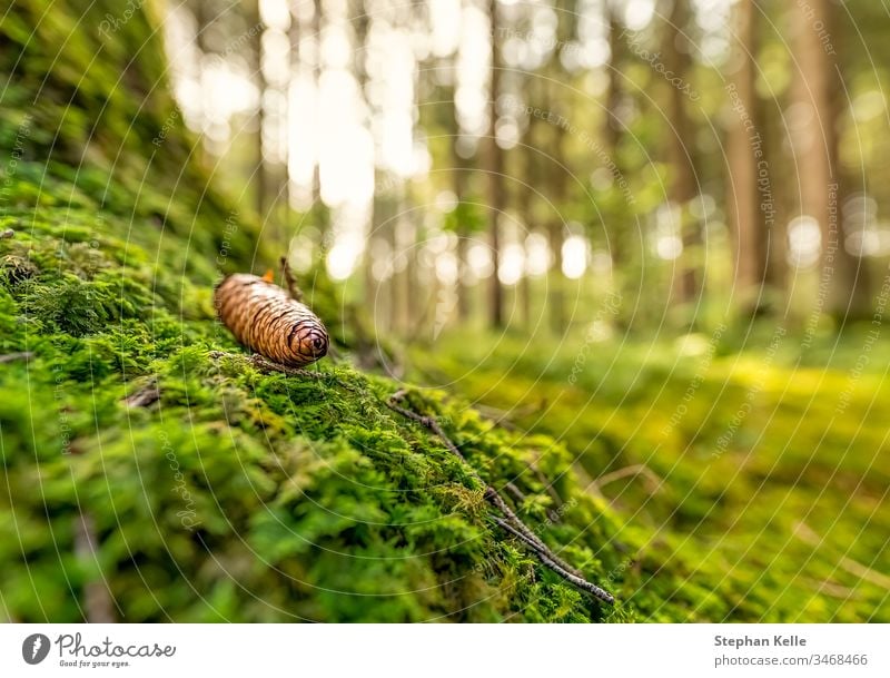 Grüner, moosbewachsener Wald mit einem Kiefernzapfen im Fokus. grün Moos Regeneration idyllisch Windstille schön Freude Natur Hintergrund Pflanze Umwelt