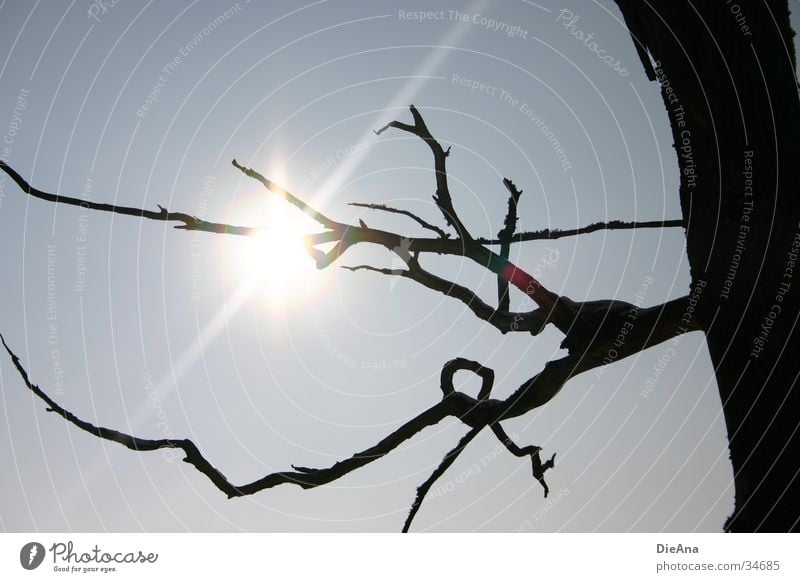 Verschnörkelt Baum Winter Gegenlicht Sonne Sonnenstrahlen Natur Himmel Ast Silhouette blau curlicue squiggled tree sky blue sunray