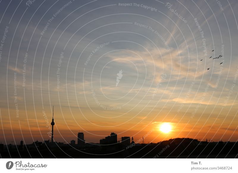 Berlin Sonnenuntergang Skyline Vögel Sonnenlicht dächer Stadt Hauptstadt Stadtzentrum Außenaufnahme Farbfoto Menschenleer Dämmerung Abend Haus Himmel