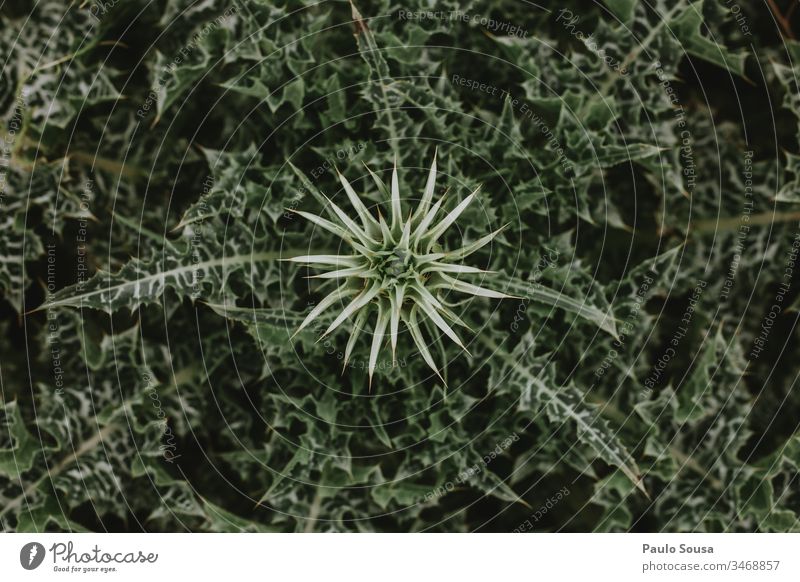 Ansicht des Notobasis Syriaca-Kaktus von oben Kakteenblüte Stachelige Kratzdistel Blüte Blume Natur Farbfoto Nahaufnahme Pflanze grün Blühend Topfpflanze