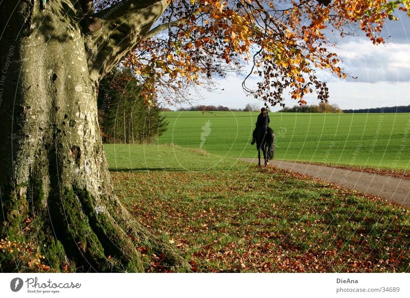 auf und davon Berge u. Gebirge Herbst Schönes Wetter Baum Blatt Hügel Bewegung genießen Oktober Schwäbische Alb Reiter Farbfoto mehrfarbig Außenaufnahme