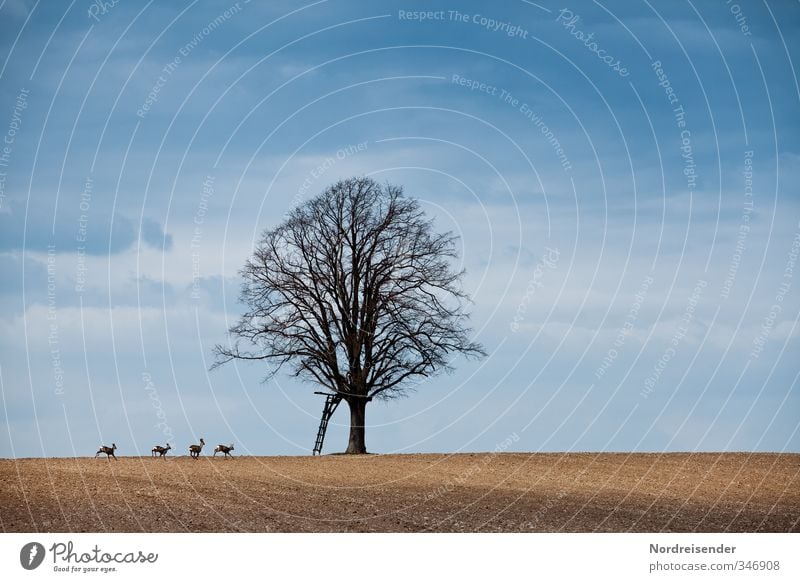 Jagdszene ohne Jäger Himmel Herbst Schönes Wetter Baum Feld Tier Wildtier Tiergruppe Tierfamilie rennen laufen springen blau braun Bewegung Freiheit bedrohlich