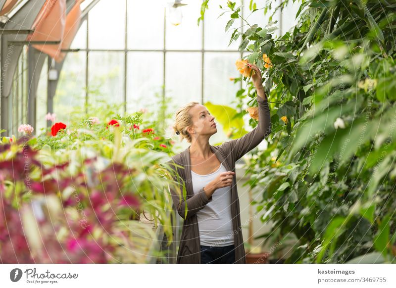 Floristinnen, die im Gewächshaus arbeiten. Gartenarbeit Blumenhändler Frau Gärtner grün Pflanze Natur jung schön Menschen Erwachsener Arbeit Dame Blüte Mädchen