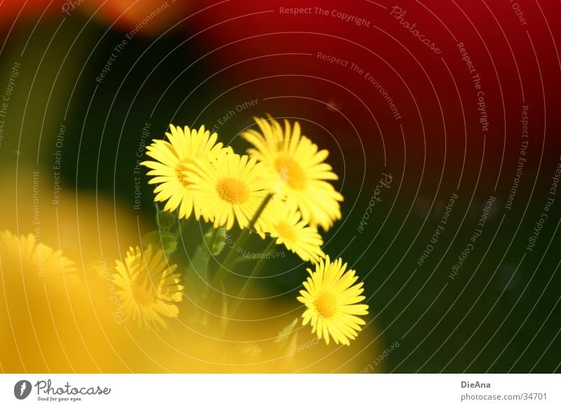 verschleiert Garten Natur Pflanze Frühling Schönes Wetter Blume Gras Blühend gelb grün rot April Farbfoto Außenaufnahme Menschenleer Tag Licht Kontrast