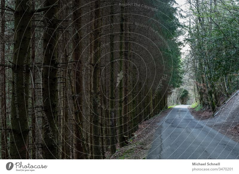 Kleine Straße durch einen Wald mit Abzweigung Nadelbäume hell am Ende alte Straße gerade hoch