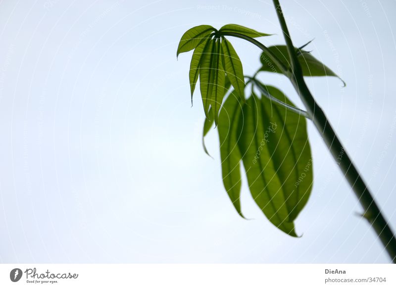 Pachira Aquatica Zimmerpflanze Stengel Gefäße grün Natur blattstruktur Leben leaves leaf