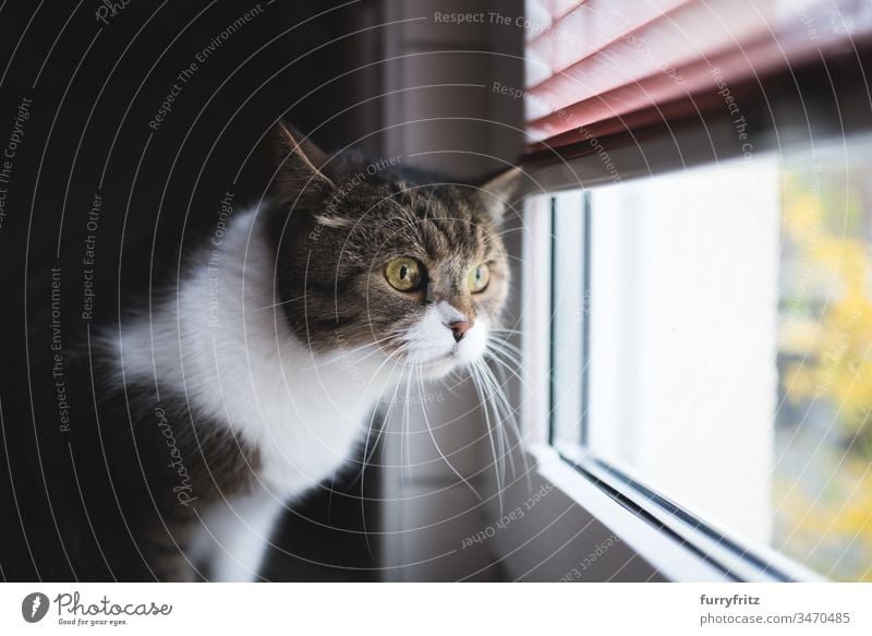 Katze schaut aus dem Fenster und wartet Britisch Kurzhaar aus dem Fenster schauen Neugier bezaubernd Wachsamkeit schön Bokeh niedlich Hauskatze im Innenbereich