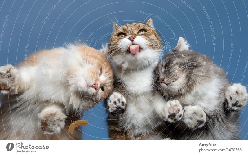 drei Katzen schlecken Leckerchen von einer Scheibe Unteransicht Himmel blau sonnig Sonnenlicht Sommer im Freien Pfote haarig Zehenbohnen Haustiere Tierzunge