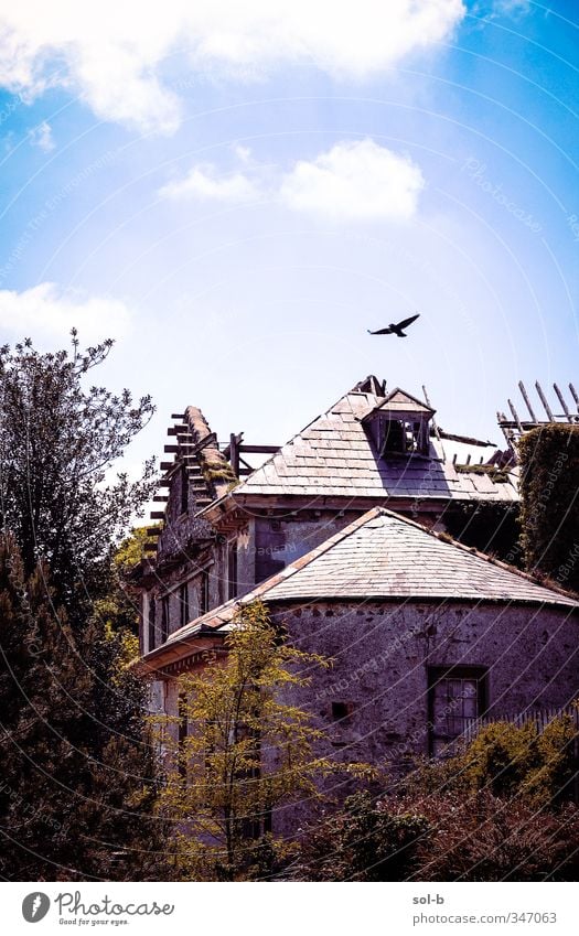 altes Haus Sommer Häusliches Leben Garten Renovieren Baustelle Natur Pflanze Wolken Schönes Wetter Baum Sträucher Einfamilienhaus Fenster Dach Vogel 1 Tier blau