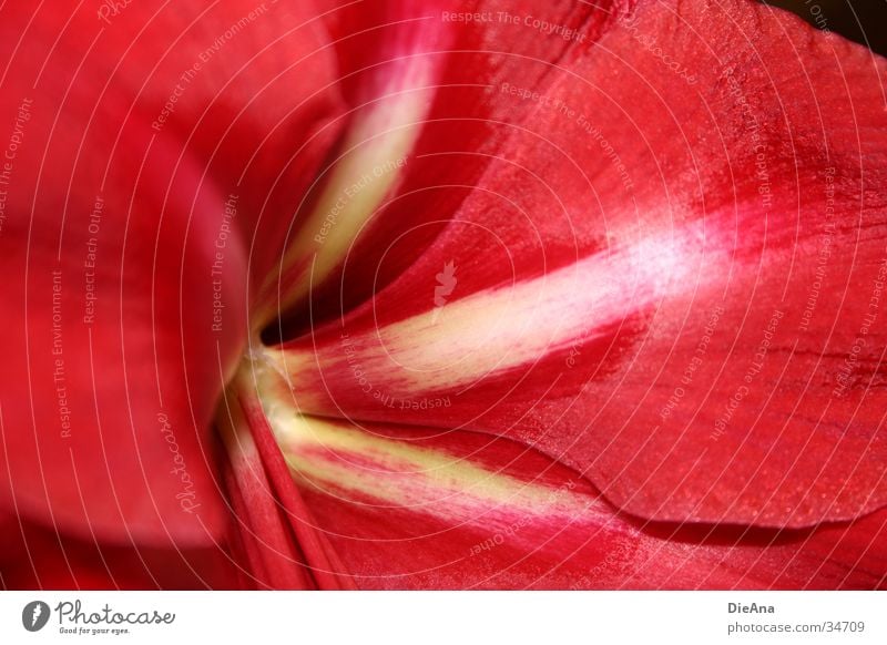 velvety Blume gelb rot weiß Amaryllisgewächse Blütenblatt Zimmerpflanze blossoms flower red white Farbfoto Innenaufnahme Blitzlichtaufnahme Licht Schatten