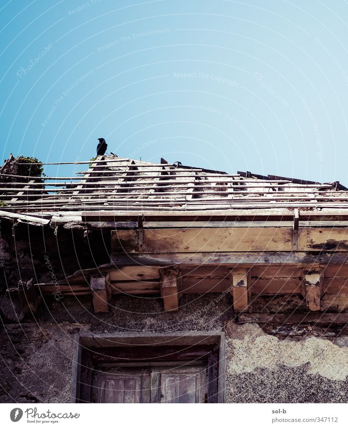 Barsch Häusliches Leben Haus Hausbau Renovieren Baustelle Wolkenloser Himmel Schönes Wetter Fenster Dach Vogel 1 Tier alt Armut dunkel blau Krähe Wachsamkeit