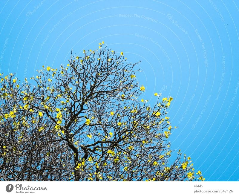 Verzweigung Freude Ferien & Urlaub & Reisen Sommer Natur Luft Wolkenloser Himmel Schönes Wetter Baum Park frei Fröhlichkeit frisch Gesundheit hell einzigartig