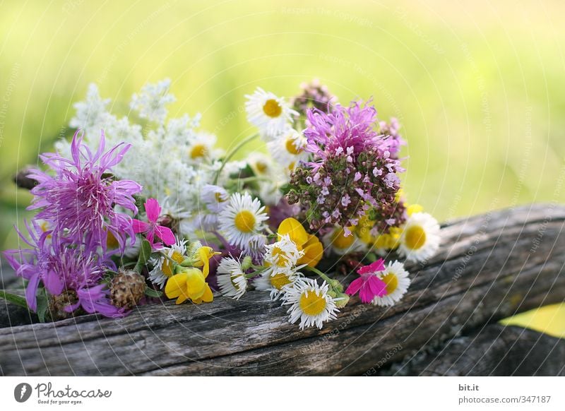 Wiesenblumen Ferien & Urlaub & Reisen Tourismus Dekoration & Verzierung Feste & Feiern Valentinstag Muttertag Umwelt Natur Pflanze Frühling Sommer Garten Park