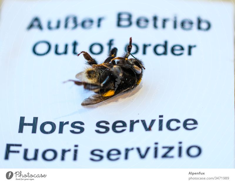 Tod eines Sammlungsreisenden Bienensterben Farbfoto Makroaufnahme Insekt Honigbiene Natur Hummel Nahaufnahme Detailaufnahme außer Betrieb Tier