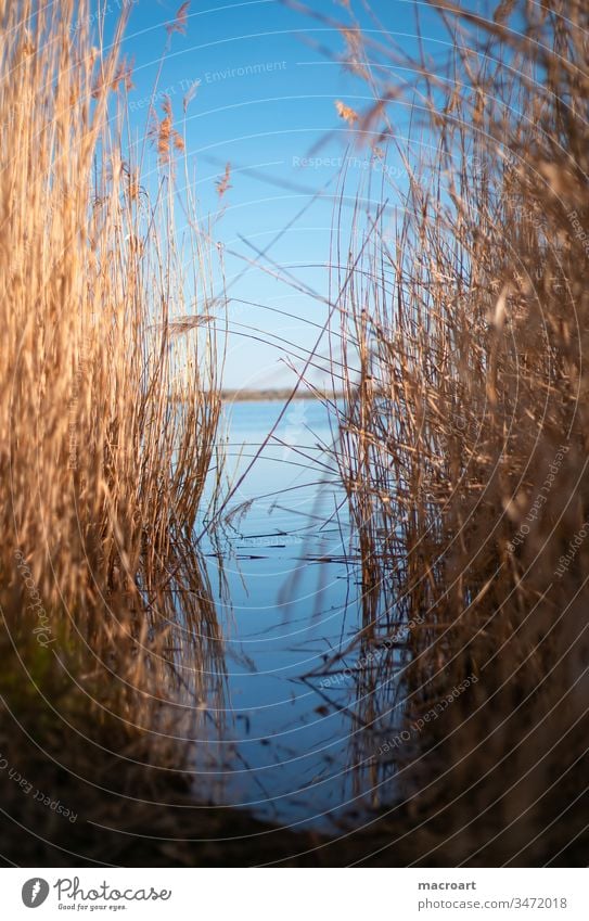 Schilf im Detail see wasser schilf schilfrohr gräser frühling erholung tagebau geflutet braunkohlebau gewässer badesee landschaft natur abendlich abendstimmung