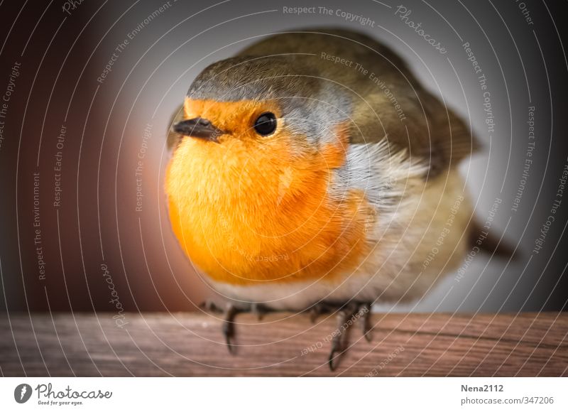 Versteckt... Natur Tier Vogel 1 Erholung frieren warten Freundlichkeit niedlich schön orange rot Lebensfreude Sympathie Tierliebe Stress Rotkehlchen Singvögel