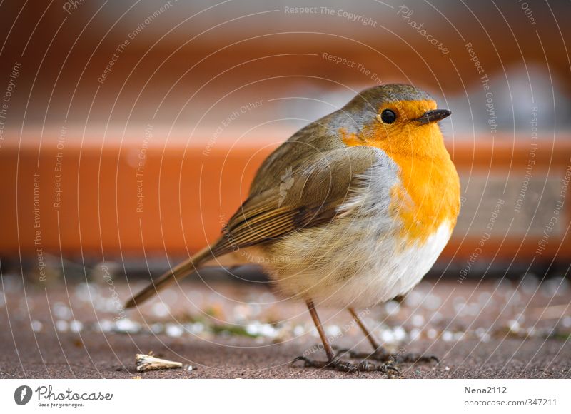 Krümmelsammler Natur Tier Vogel 1 orange Rotkehlchen hüpfen Singvögel Terrasse klein rund niedlich Farbfoto Außenaufnahme Nahaufnahme Detailaufnahme