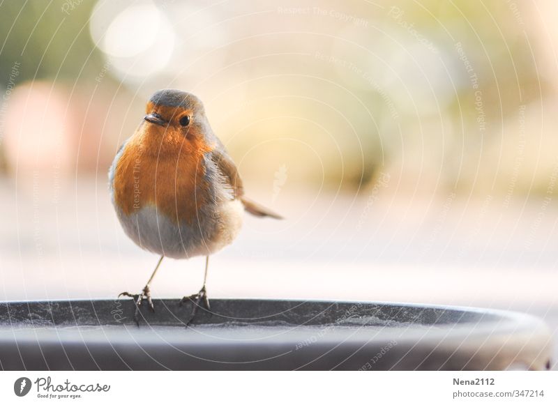 Wann gibt's Essen? Umwelt Natur Tier Vogel 1 entdecken stehen warten natürlich niedlich orange rot Rotkehlchen Futterplatz Nahrungssuche klein Blendenfleck