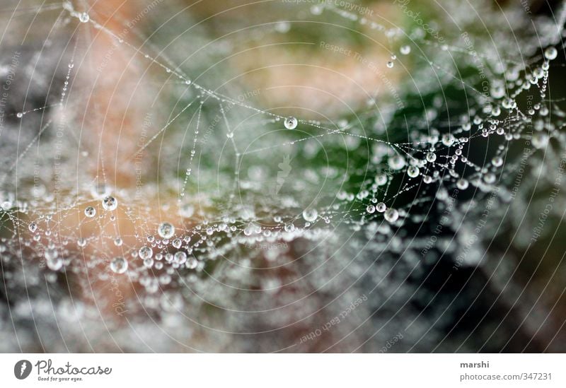 MorgenTau Natur Pflanze Herbst Winter Wetter Gras braun grün Wassertropfen Spinnennetz glänzend Farbfoto Außenaufnahme Nahaufnahme Detailaufnahme Makroaufnahme