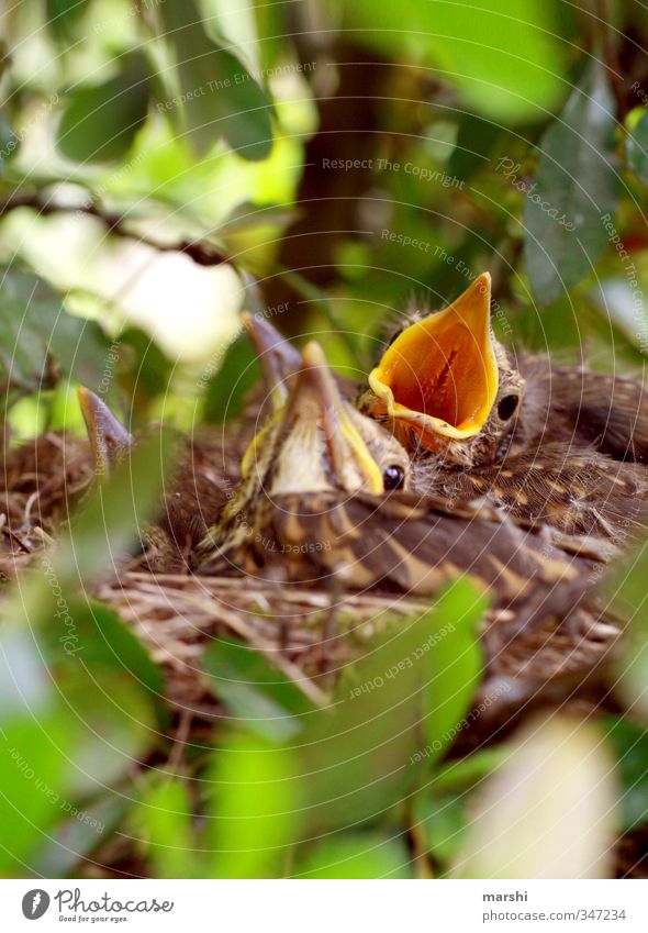 piiiep - ich hab noch Hunger Tier Wildtier Tiergruppe Tierjunges braun Spatz baby Schnabel Appetit & Hunger Gezwitscher Baumkrone Nestbau Horst klein Feder