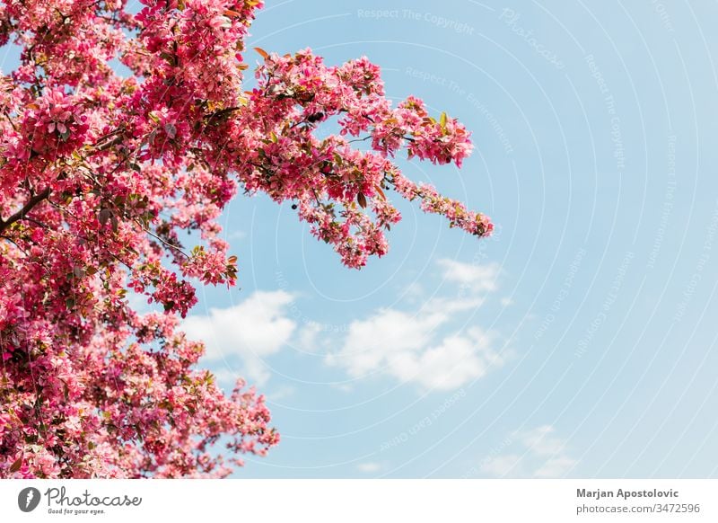 Wunderschön blühende Kirschblüte im Frühling April Hintergrund Blütezeit Überstrahlung Blühend botanisch Botanik Ast hell Blütenknospen Kirsche Nahaufnahme