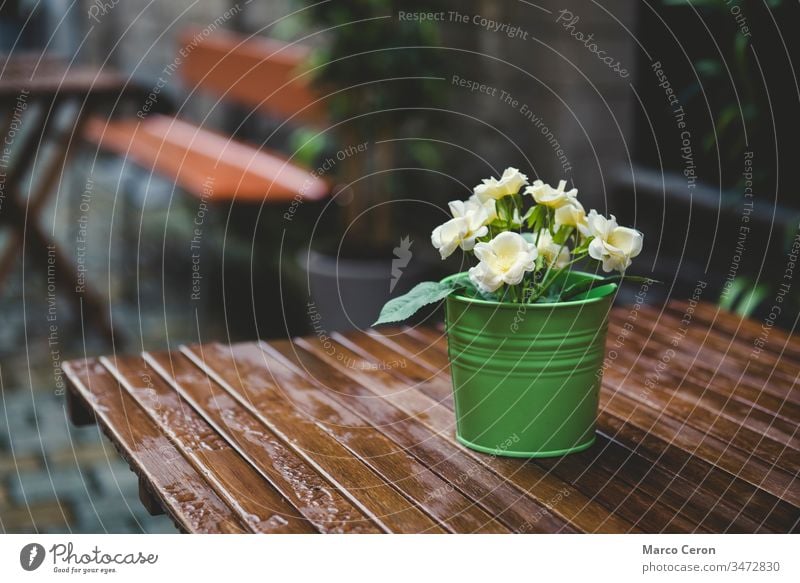 grüner Topf mit gelben Blumen auf einem nassen Holztisch Hintergrund schön Großstadt cool Tag Dekoration & Verzierung frisch Garten Blatt Licht natürlich Natur