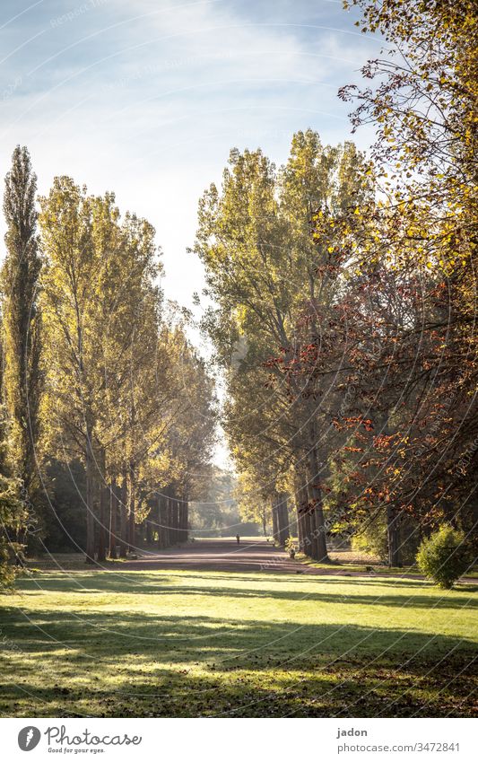 park, fast menschenleer, distanzgebot. Park Baum Natur grün Herbst Menschenleer Umwelt Außenaufnahme abstand halten distanzieren Farbfoto Abstand Epidemie