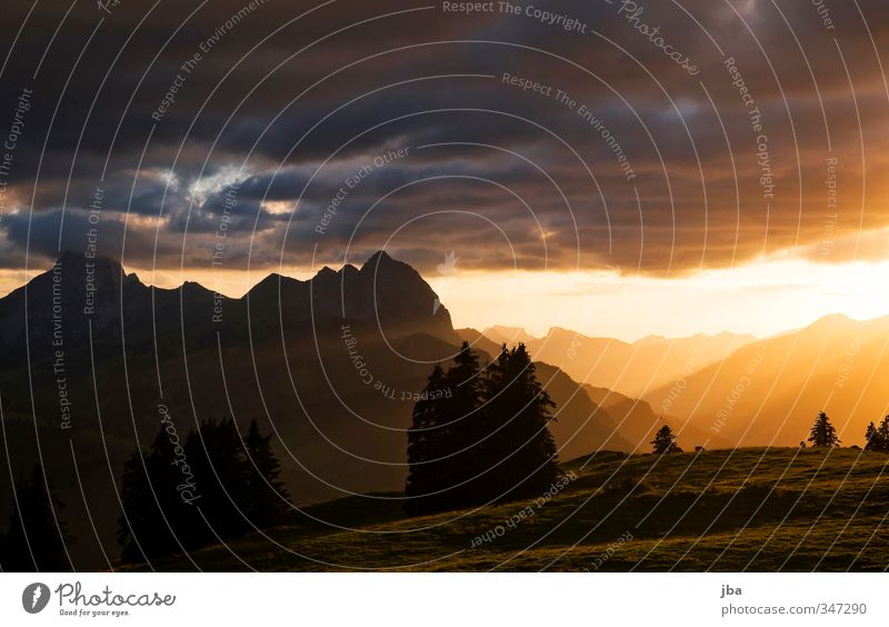 499 - Abendstimmung harmonisch Wohlgefühl Zufriedenheit Erholung ruhig Freiheit Sommer Berge u. Gebirge Natur Landschaft Herbst Schönes Wetter Tanne Wiese Alpen