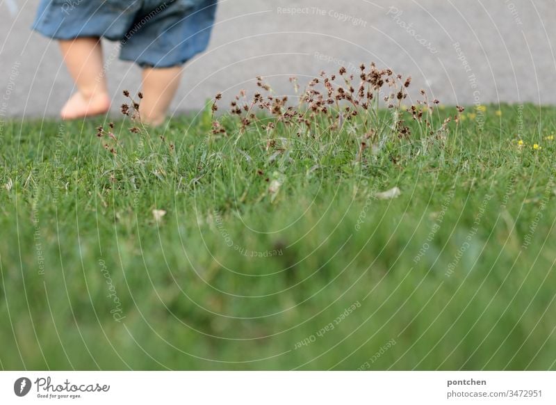 Kind geht abwärts über eine Wiese mit nackten Beinen. Man sieht nur  Teile des Unterkörpers kleinkind beine laufen gehen füße körperteil Gräser wiese gras