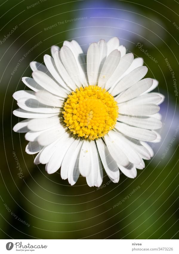 Daisy Gänseblümchen Margeriten Nahaufnahme Sommer Blume Natur Pflanze grün weiß schön Gras Garten Makroaufnahme Blüte gelb Frühling Wiese Unschärfe Wachstum