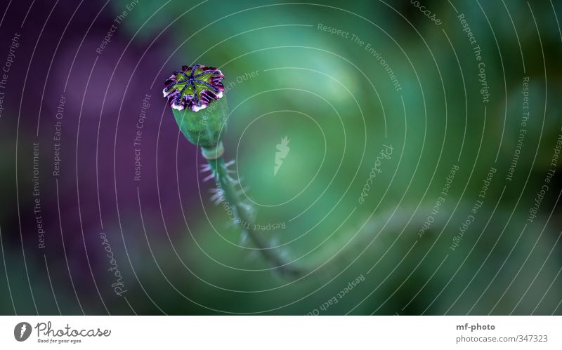 Mohnfrucht Natur Pflanze Frühling Blume Mohnkapsel Garten Park Wiese grün violett Farbfoto Außenaufnahme Menschenleer