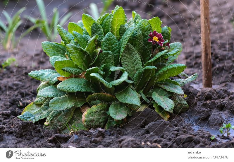 Strauch mit großen grünen Blättern und roten Blüten Primula acaulis Frühling wachsend Tag Blütenblatt Saison primula Wachstum Haufen botanisch schön Schönheit