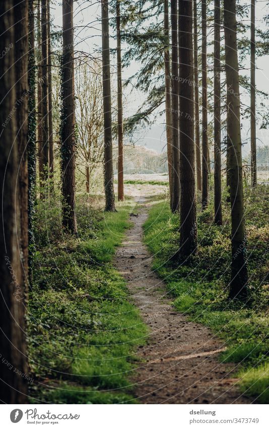 Wald Weg in eine Lichtung Wege & Pfade Waldboden Waldlichtung Waldspaziergang Waldstimmung Bäume Menschenleer Farbfoto Umwelt Baum Landschaft Natur Pflanze Tag