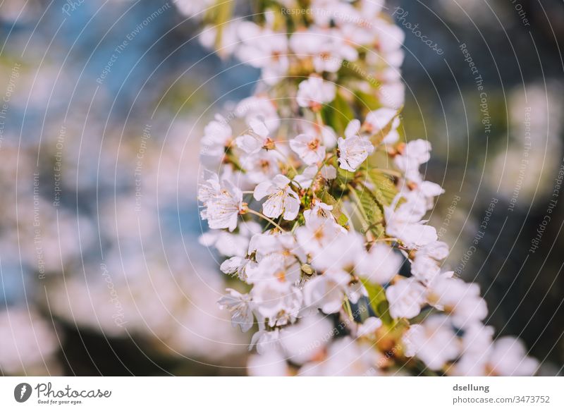 Blütenpracht in weiß Blütenpflanze Blütenblätter zart Frühling Blütenblatt Menschenleer Außenaufnahme Natur Blume Pflanze Detailaufnahme Farbfoto schön Blühend